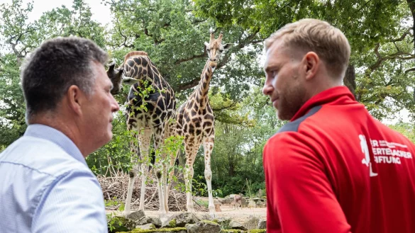 Andreas Casdorff (l), Gesch&auml;ftsf&uuml;hrer vom Erlebnis-Zoo Hannover, und Per Mertesacker, ehemaliger Fu&szlig;ballnationalspieler, stehen am Rand eines Geheges mit Rothschild-Giraffen. - &copy; Michael Matthey/dpa