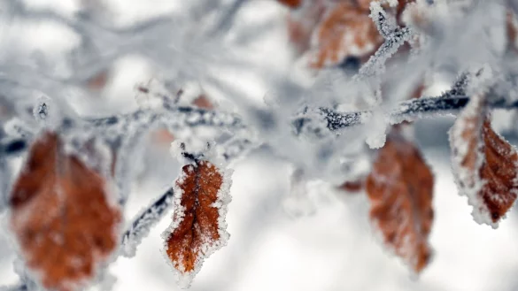 Eiskristalle haben sich auf dem Wei&szlig;en Stein in der Eifel an den R&auml;ndern der Bl&auml;tter gebildet. - &copy; Federico Gambarini/dpa/Symbolbild
