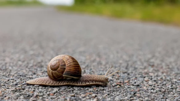 Eine Schnecke &uuml;berquert einen Fahrradweg. - &copy; Frank Molter/dpa