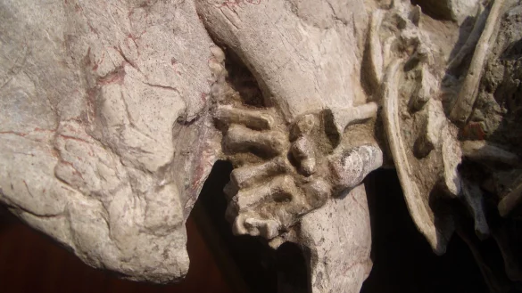 Fossil mit einer linken Hand von einem Repenomamus (S&auml;ugetier), die um den Unterkiefer von einem Psittacosaurus (Dinosaurier) gewickelt ist. - &copy; Gang Han/Nature/dpa