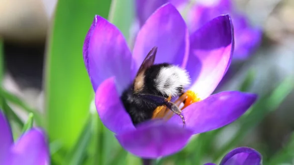 Hummeln brauchen jetzt Pollen - die finden sie zum Beispiel in Krokusbl&uuml;ten in G&auml;rten und auf Balkons. - &copy; Karl-Josef Hildenbrand/dpa/dpa-tmn