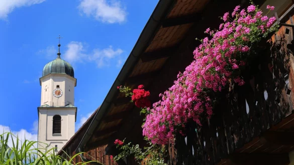 Geranien sind beliebte Balkonpflanzen. - &copy; Karl-Josef Hildenbrand/dpa-tmn