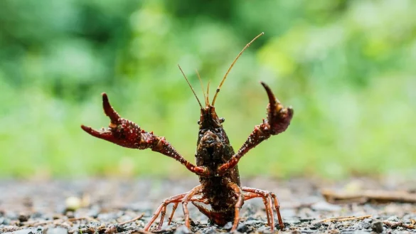 Ein Sumpfkrebs stellt sich einem Angreifer entgegen. Der amerikanische Sumpfkrebs ist ein Allesfresser und tr&auml;gt zudem die Krebspest in sich. - &copy; Andreas Arnold/dpa