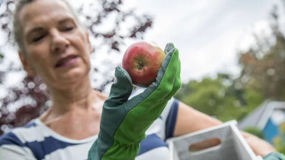 Helles Gr&uuml;ngelb, leuchtendes Rot: Diese &Auml;pfel sind reif genug f&uuml;r die Ernte. - &copy; Christin Klose/dpa-tmn