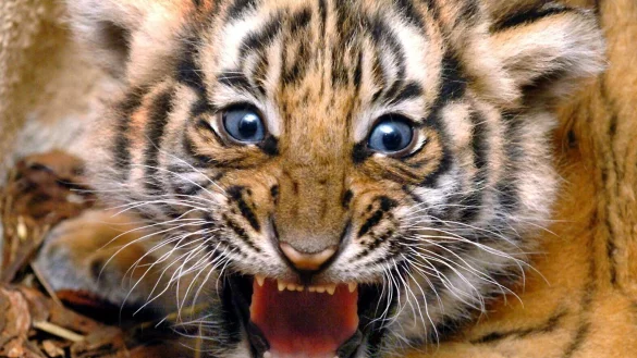 In einem thail&auml;ndischen Naturreservat wurden mittels einer Kamerafalle sechs Exemplare der seltene Tiger-Art entdeckt. - &copy; Waltraud Grubitzsch/dpa-Zentralbild/dpa