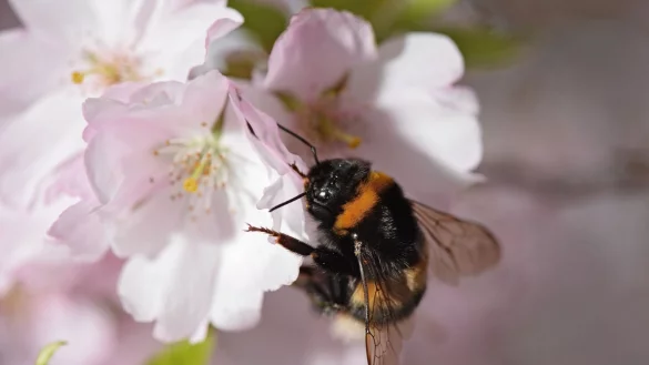 Die Gartenhummel ist Gartentier des Jahres 2023. - &copy; picture alliance / dpa