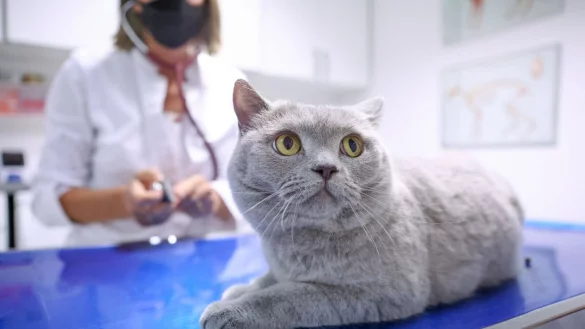 Hohe Tierarztkosten? Wer deshalb &uuml;berlegt, eine Krankenversicherung f&uuml;r den Vierbeiner abzuschlie&szlig;en, sollte sich vorab gut informieren. - &copy; Karolin Kr&auml;mer/dpa-tmn