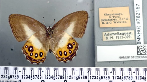 Die schwarzen Ringe auf den leuchtend orangefarbenen Fl&uuml;geln des Schmetterlings erinnern an das allsehende Auge, das in den B&uuml;chern von J. R. R. Tolkien beschrieben und in der Filmreihe dargestellt wird. - &copy; Blanca Huertas//Natural History Museum/PA Media/dpa