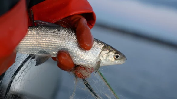 Zu wenig Nahrung, zu viele Fressfeinde: Berufsfischern im Bodensee gehen kaum noch Felchen ins Netz. - © Felix Kästle/dpa