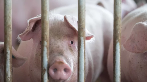 Schweine stehen in einem Stall. - &copy; Marijan Murat/dpa/Symbolbild