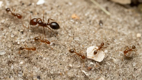 Die Rote Feuerameise ist laut einer neuen Studie nun auch in Europa angekommen. - &copy; Jesse Rorabaugh/eurekalert.org/dpa