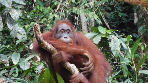 Orang-Utan Ben, aufgenommen im Bukit Baka Bukit Raya Nationalpark im indonesischen Borneo. Seine Auswilderung vor knapp sechs Monaten war ein Meilenstein. - &copy; BOS Foundation/dpa