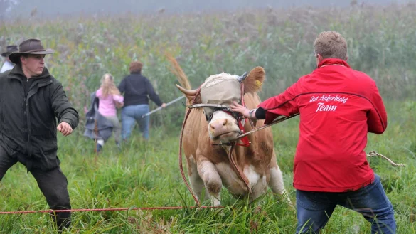 Die Kuh Yvonne fl&uuml;chtete vor dem Schlachter. - &copy; Andreas Gebert/dpa