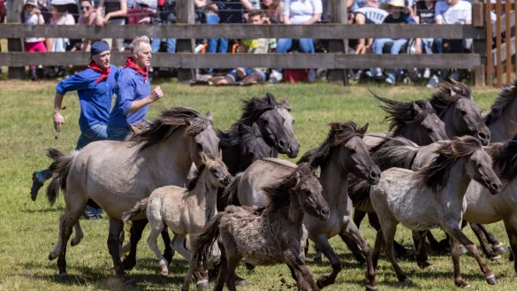 Zwei F&auml;nger rennen hinter einer Gruppe von Wildpferden hinterher. - &copy; Christoph Reichwein/dpa