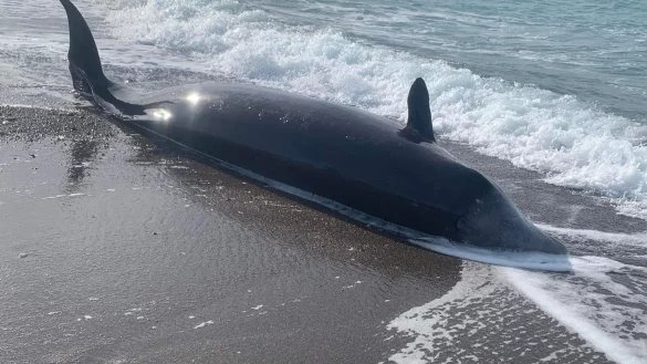 Ein Schnabelwal liegt tot an der K&uuml;ste Zyperns. Die Todesursache ist laut Fischereibeh&ouml;rde bislang ungekl&auml;rt. - &copy; -/Cyprus Marine Research/dpa