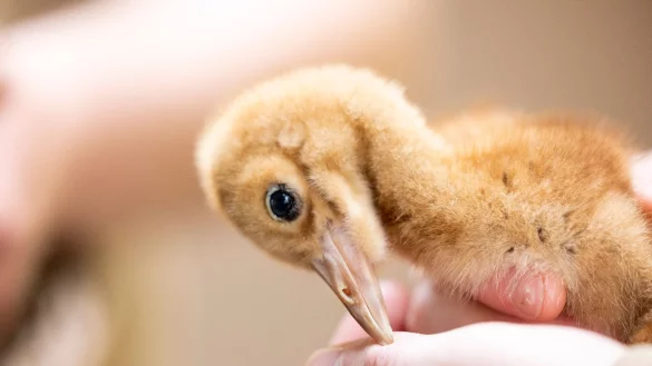 Ein Tierpfleger h&auml;lt das Schneekranich K&uuml;ken der Handaufzucht in seinen H&auml;nden. - &copy; Thomas Banneyer/dpa