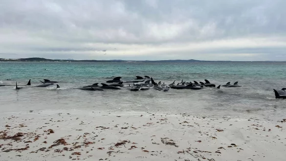 Rund 70 Grindwale sind am Cheynes Beach in Westaustralien gestrandet. - &copy; Allan Marsh/Cheynes Beach Caravan Park/AAP/dpa