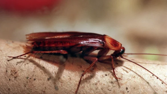 Diese Kakerlake k&ouml;nnte ein &laquo;Jacob&raquo; oder eine &laquo;Sarah&raquo; werden. Oder auch ganz jemand anders. - &copy; Stephanie Pilick/dpa
