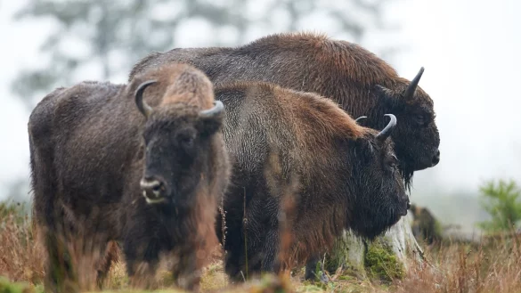 In der Wisent-Wildnis in Bad Berleburg sind die gleichnamigen Tiere in einem 20 Hektar gro&szlig;en Schaugehege zu sehen. - &copy; Bernd Thissen/dpa/dpa-tmn/Archivbild