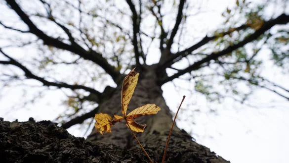 Eigentlich verliert die Rosskastanie erst im Herbst ihre Bl&auml;tter - es kann aber auch schon mal im Sommer vorkommen. - &copy; Marcus Brandt/dpa/dpa-tmn