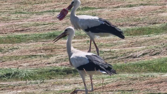 Dem franz&ouml;sischen Landwirt Paul Bubba gelang diese Aufnahme des Storchs und eines Artgenossen nahe Faverney. - &copy; Paul Bubba/dpa