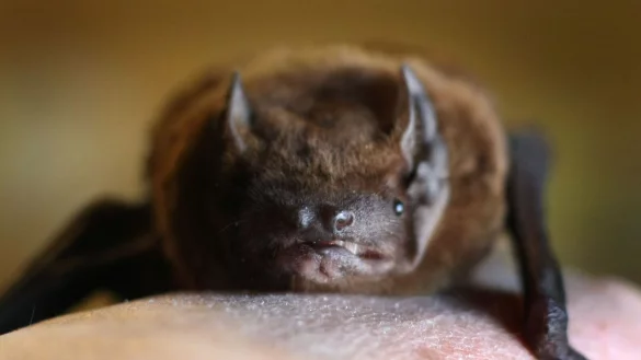 Laut dem Amtsgericht Starnberg ist die Begegnung mit landes&uuml;blichen Tierarten - und damit auch mit ihren Exkrementen - in einer l&auml;ndlichen Wohnlage hinzunehmen. - &copy; Karl-Josef Hildenbrand/dpa/dpa-tmn