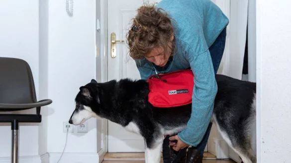 Hunde sollten auf Gassirunden langsam ans Tragen der Packtasche gew&ouml;hnt werden. - &copy; Florian Schuh/dpa-tmn