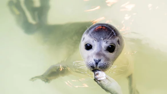 Der junge Seehund Ouzo schwimmt mit einem Fisch im Maul durch ein Becken der Seehundstation in Norddeich. - &copy; Hauke-Christian Dittrich/dpa