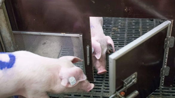 Bei einem Experiment des Forschungsinstituts f&uuml;r Nutztierbiologie (FBN) befreien Schweine ihre Artgenossen durch das &Ouml;ffnen von T&uuml;ren aus Boxen. - &copy; Frank Hormann/FBN/dpa