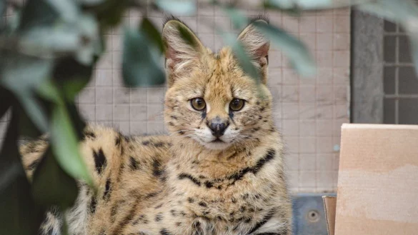 Der Serval ist eine afrikanische Raubkatze. - &copy; Sabine Tomas/Wilhelma Stuttgart/dpa