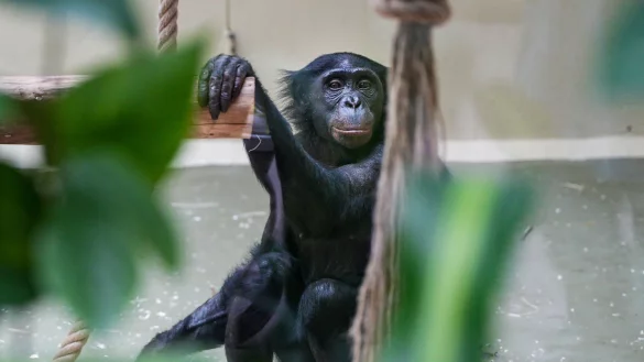 Das Bonobo-Weibchen Malaika legt die Hand auf einen Holzstamm. Das 13 Jahre alte Weibchen lebt nun mit Artgenossen im K&ouml;lner Zoo. - &copy; Werner Scheurer/K&ouml;lner Zoo/dpa