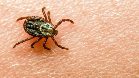 Am h&auml;ufigsten kommt in Deutschland der Gemeine Holzbock (Ixodes ricinus) als Zeckenart vor. - &copy; Patrick Pleul/dpa