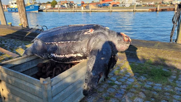 Die verendete Lederschildkr&ouml;te im Hafen von B&uuml;sum. - &copy; ITAW/AW/ITAW/dpa
