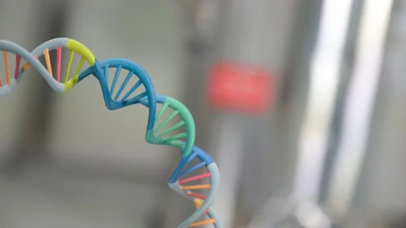 An mRNA-Impfstoffen gegen HIV, das Herpes-simplex-Virus (HSV) oder auch gegen Grippe wird der Forscherin Katalin Karik&oacute; zufolge bereits gearbeitet. - &copy; Sebastian Christoph Gollnow/dpa