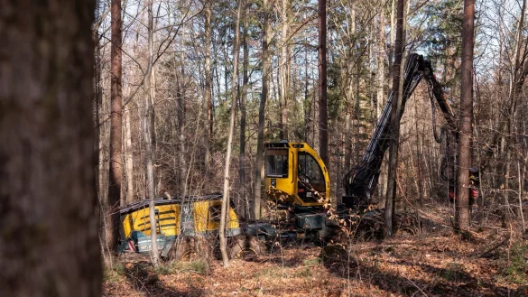 Die Holzernte im Wald sei laut der Deutschen Forstwirtschaft gut f&uuml;r die Umwelt. - &copy; Silas Stein/dpa