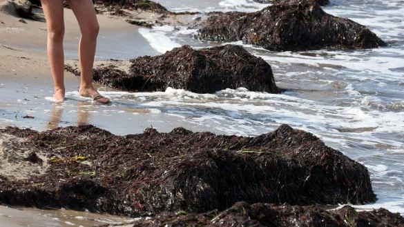 In der Ostsee wurden auch in diesem Sommer bereits Vibrionen nachgewiesen. - © Bernd Wüstneck/dpa/dpa-tmn