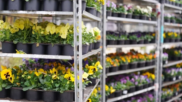 Eine BUND-Auswertung zeigt: Zierpflanzen aus Bau- und Gartencentern sind oft mit Pestiziden behandelt worden, die Bienen gef&auml;hrden. - &copy; Marcus Brandt/dpa/dpa-tmn