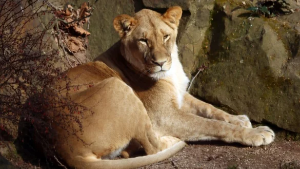 Eine L&ouml;win ist nahe der Ortschaft Stella in S&uuml;dafrika entlaufen. - &copy; Philipp Brandst&auml;dter/dpa/Symbolbild