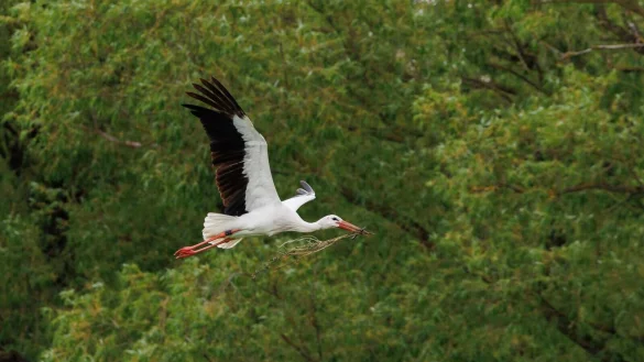 Der echte Storchenvater versorgt laut Polizei auch am Vatertag seine Familie mit Nahrung. - &copy; Daniel Karmann/dpa