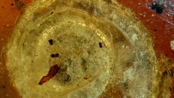 Die fossile Schnecke wurde auf den Namen &laquo;Archaeocyclotus brevivillosus&raquo; getauft. Besonders auff&auml;llig ist ihr mit kurzen und borstigen Haaren bedecktes Haus. - &copy; -/Naturhistorisches Museum Colmar/dpa