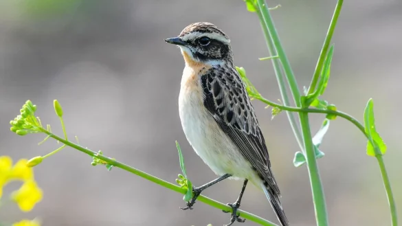 Das Braunkehlchen wurde 2022 von Naturschutzverb&auml;nden zum &laquo;Vogel des Jahres&raquo; gek&uuml;rt. - &copy; Patrick Pleul/zb/dpa