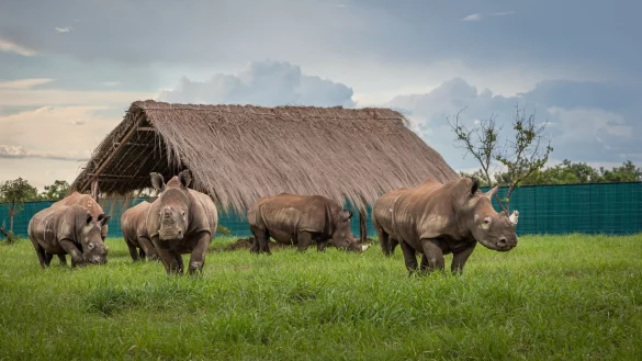 Die Nash&ouml;rner kommen in Garamba an. - &copy; Martin Van Rooyen/African Parks/dpa