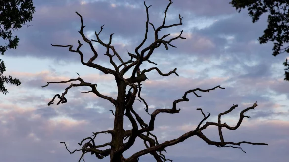 Der sogenannte &laquo;Storchenbaum&raquo; steht leer in der Landschaft. - &copy; Christoph Reichwein/dpa