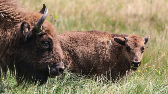Wisente gehen durch die Wisent-Wildnis im Sauerland. - &copy; Oliver Berg/dpa