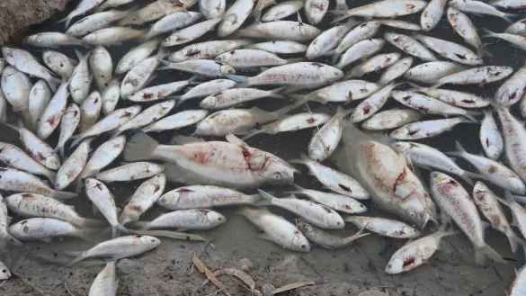Dem Ministerium f&uuml;r Prim&auml;rindustrie zufolge ist der Tod der Fische wahrscheinlich auf eine Kombination aus der Hitze und dem niedrigen Sauerstoffgehalt durch die zur&uuml;ckgehenden &Uuml;berschwemmungen zur&uuml;ckzuf&uuml;hren. - &copy; ---/GEOFFREY LOONEY/AAP/dpa