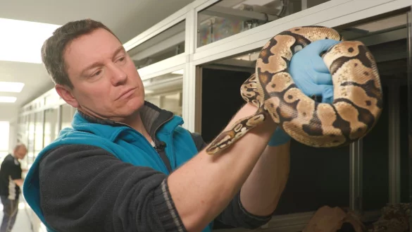 Der Tiersch&uuml;tzer Patrick mit einer Netzpython, die nach einer Beschlagnahmung im Tierschutzzentrum gelandet ist. - &copy; Thomas Beckmann/ZDF/dpa