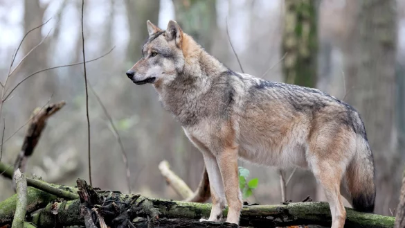 Europ&auml;ischer Grauwolf. - &copy; Ingo Wagner/dpa/Illustration