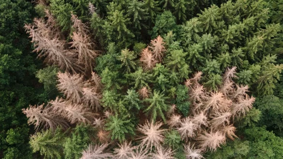Sch&auml;dlinge sind meist die &Uuml;belt&auml;ter f&uuml;r Schadholzeinschlag: Vom Borkenk&auml;fer befallene Fichten stehen in einem Waldst&uuml;ck am Rande der S&auml;chsischen Schweiz. - &copy; Sebastian Kahnert/dpa-Zentralbild/dpa