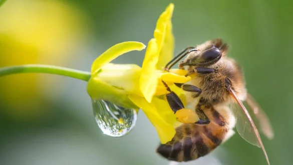 Bienen best&auml;uben Rapspflanzen. - &copy; Michael Reichel/dpa-Zentralbild/dpa/Archivbild