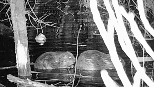 Die Aufnahme einer Wildtierkamera zeigt zwei Biber, die bei Nacht im Urdenbacher Altrhein schwimmen. - © Norbert Hennecke/Landeshauptstadt Düsseldorf/Haus Bürgel/dpa/Archivbild